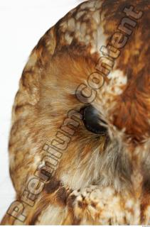 Tawny owl - Strix aluco 0005
